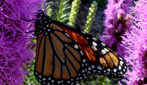Photo of a Monarch butterfly on a Dotted Blazingstar flower head.
