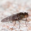 Photo of a shore fly on sand.