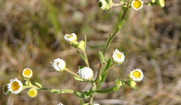 Photo of a Daisy Fleabane plant.