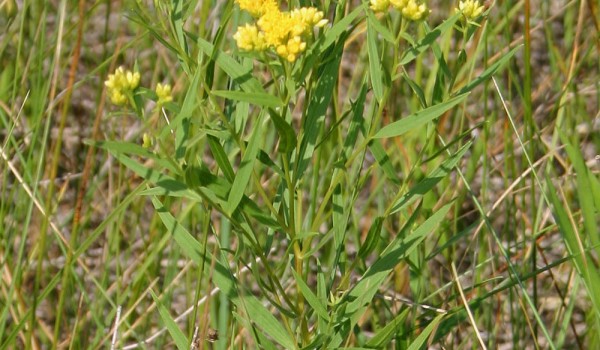 Photo of a Flat-top Goldenrod plant.