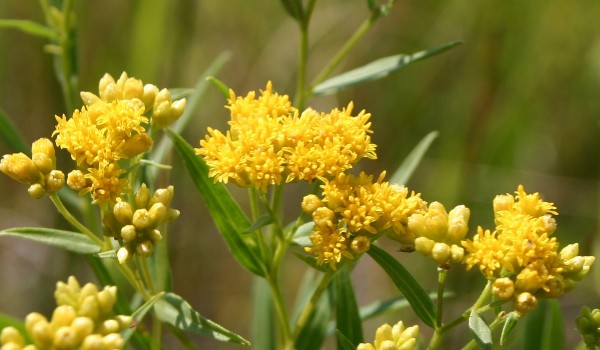 Photo of a Flat-top Goldenrod plant.