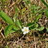 Photo of a Smooth Wild Strawberry plant.