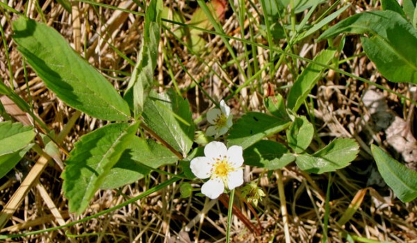 Photo of a Smooth Wild Strawberry plant.