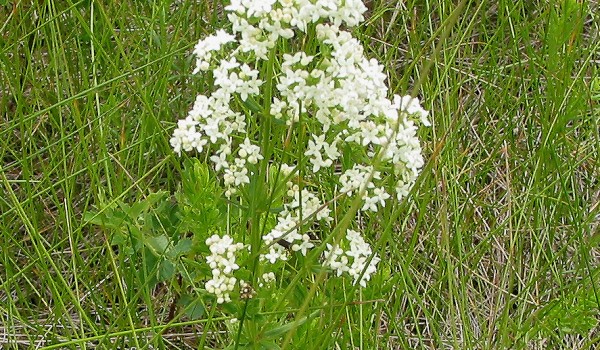 Photo of a Northern Bedstraw plant.
