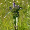 Photo of a Closed Gentian plant.