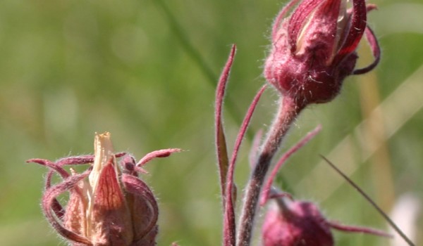 Photo of a Three-flowered Avens plant.