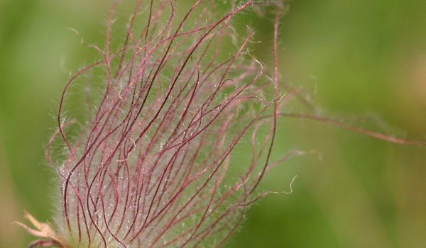 Photo of a Three-flowered Avens plant.