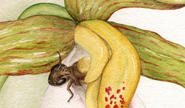 Photo of a painting of a sweat bee pollinating a Small White Lady's-slipper flower.