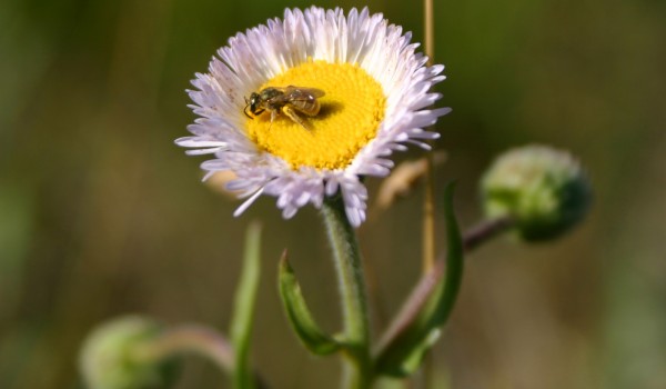 Photo of a sweat bee on a Smooth Fleabane flower head.