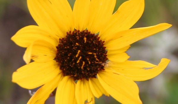 Photo of a Stiff Sunflower plant.
