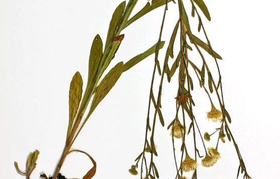 Photo of a pressed herbarium specimen of Daisy Fleabane.