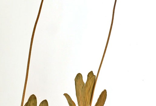 Photo of a pressed herbarium specimen of Saline Shootingstar.