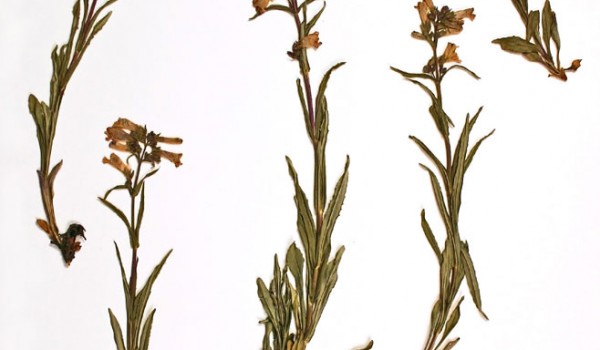 Photo of a pressed herbarium specimen of Lilac-flowered Beardtongue.