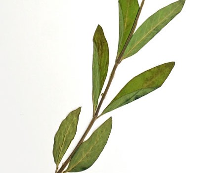 Photo of a pressed herbarium specimen of Dwark Milkweed.
