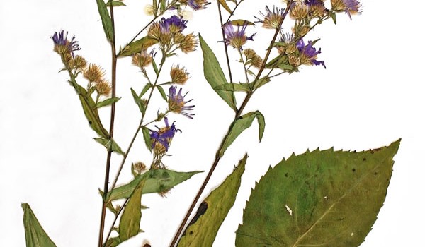 Photo of a pressed herbarium specimen of Lindley's Aster.