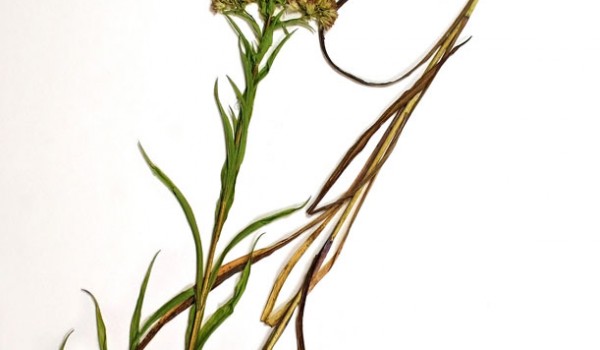 Photo of a pressed herbarium specimen of Riddell's Goldenrod.