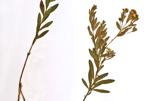 Photo of a pressed herbarium specimen of Pale Comandra.