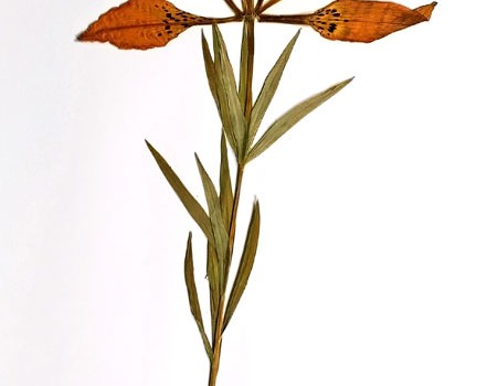 Photo of a pressed herbarium specimen of Western Red Lily.