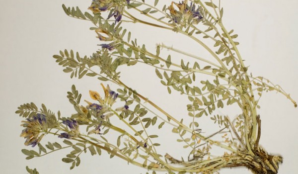 Photo of a pressed herbarium specimen of Ascending Purple Milk-vetch.