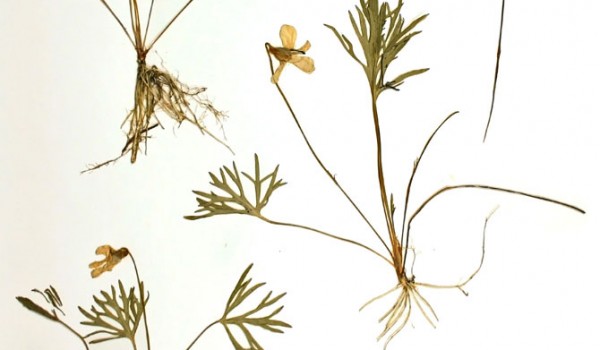 Photo of a pressed herbarium specimen of Crowfoot Violet.
