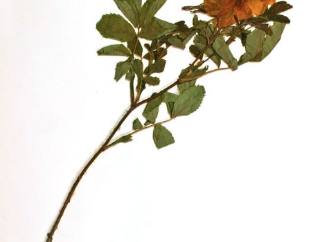 Photo of a pressed herbarium specimen of Prairie Rose.