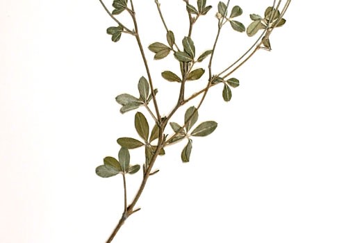 Photo of a pressed herbarium specimen of Silverleaf Psoralea.
