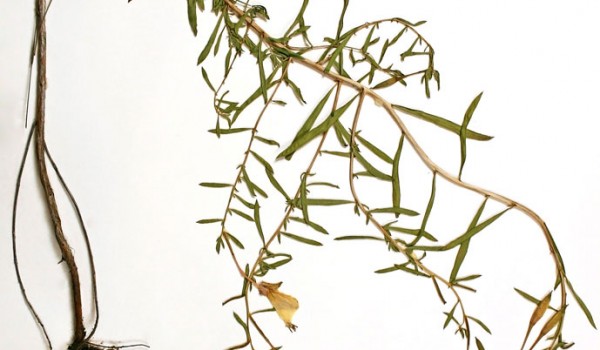 Photo of a pressed herbarium specimen of White Evening-primrose.