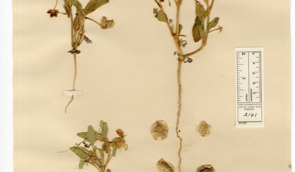 Photo of a pressed herbarium specimen of Sand Verbena.