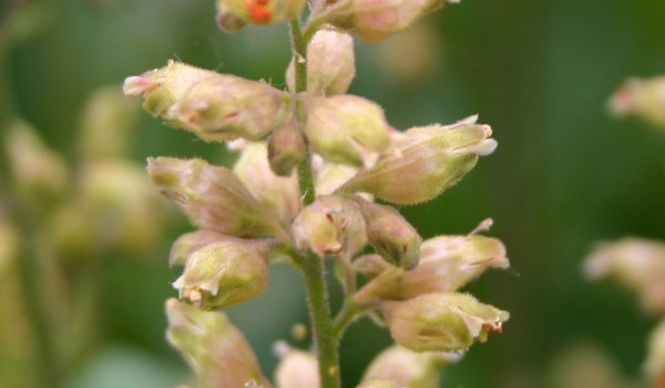 Photo of an Alumroot  plant.