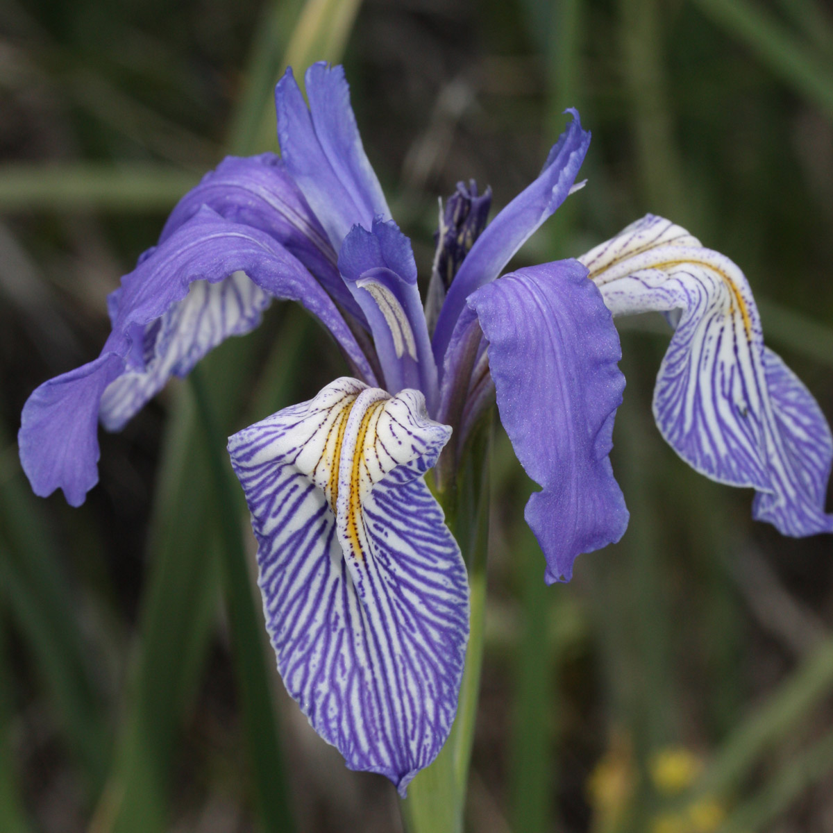 Western Blue Flag - Prairie Pollination