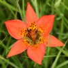 Photo of a Western Red Lily plant.