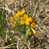 Photo of a Hoary Puccoon plant.