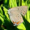 Photo of an Acadian Hairstreak butterfly on a leaf.