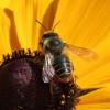 Photo of a leafcutter bee on a Black-eyed Susan flower head.