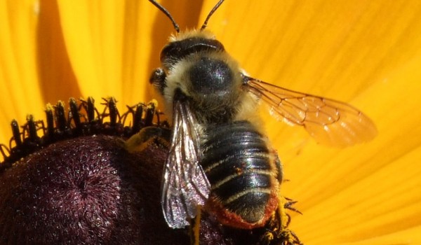Photo of a leafcutter bee on a Black-eyed Susan flower head.