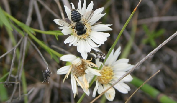 Photo of a leafcutter bee on a Upland White Goldenrod flower head.