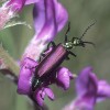 Photo of a Nuttall's Blister Beetle on milk-vetch flowers.
