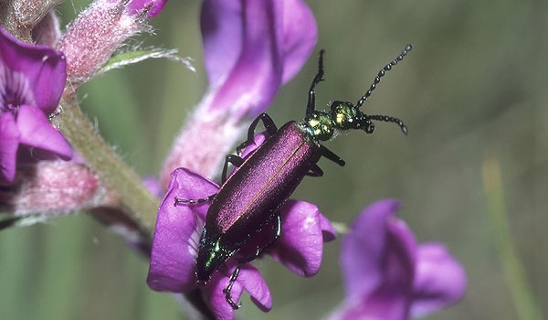 Photo of a Nuttall's Blister Beetle on milk-vetch flowers.