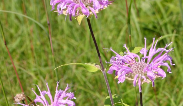 Photo of a Wild Bergamot plant.