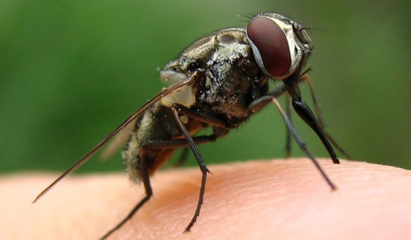 Photo of a stable fly on a finger.