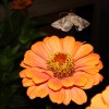 Photo of an owlet moth hovering over a flower.