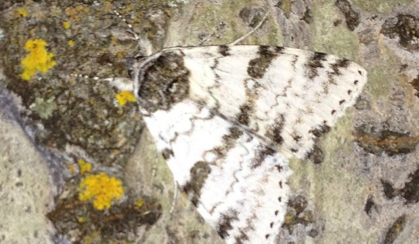 Photo of a White Underwing moth on a Trembling Aspen tree trunk.