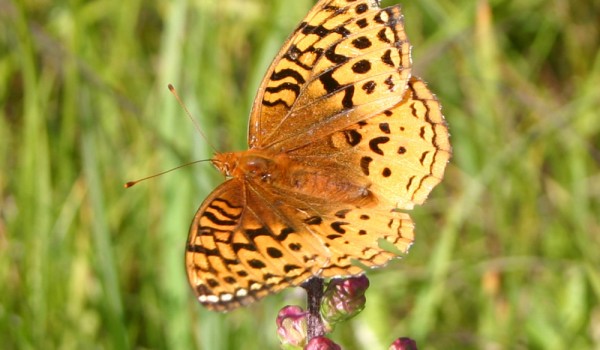Photo of a Great Spangled Fritillary (Speyeria cybele) on a Dotted Blazingstar flower head. 