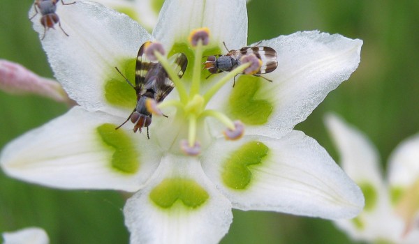 Photo of picture-winged flies on Smooth Camas flowers.