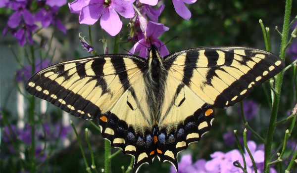 Photo of a Tiger Swallowtail on a Dame's Rocket flower.