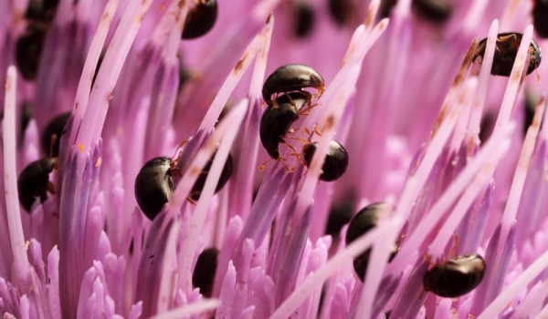 Photo of Shining Flower Beetles on thistle flowers. 
