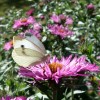 Photo of a Cabbage White butterfly on an aster flower head.
