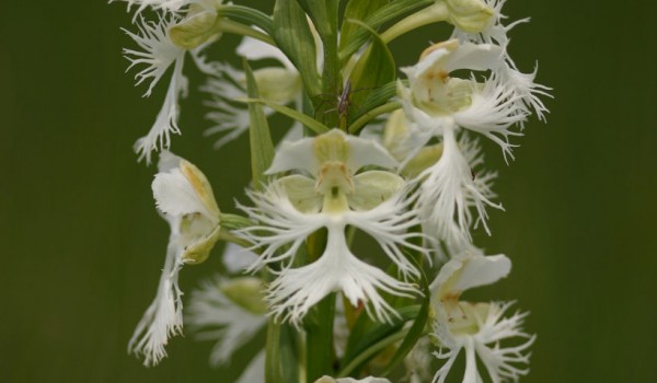 Photo of a Western Prairie Fringed Orchid plant.