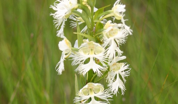 Photo of a Western Prairie Fringed Orchid plant.