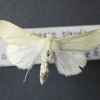 Photo of a Pale Yellow Dune Moth (Copablepharon grandis), back view.